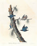 Sittelle à poitrine blanche - John James Audubon — Ansicht des Kunstwerks
