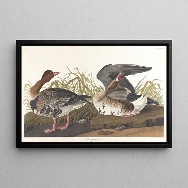 Gänse mit weißem Gesicht - John James Audubon — gerahmtes Bild an der Wand