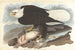 Weißkopfseeadler - John James Audubon — Ansicht des Kunstwerks