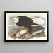 Weißkopfseeadler - John James Audubon — gerahmtes Bild an der Wand