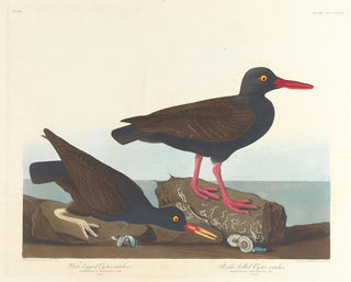 John James Audubon - Whitelegged oystercatcher Slenderbilled oystercatcher.webp