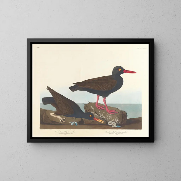 Huîtrier à pattes blanches Huîtrier à bec fin - John James Audubon — gerahmtes Bild an der Wand