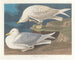 Silbermöwe mit weißen Flügeln - John James Audubon — Ansicht des Kunstwerks