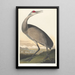 Weißer Kranich - John James Audubon — gerahmtes Bild an der Wand
