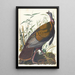 Dindon sauvage - John James Audubon — gerahmtes Bild an der Wand