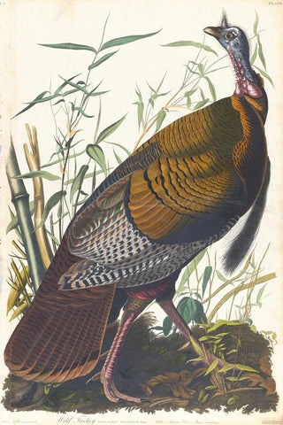 John James Audubon - Wild turkey.webp