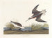 Phalarope de Wilson - John James Audubon — Ansicht des Kunstwerks