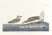 Pluvier de Wilson - John James Audubon — Ansicht des Kunstwerks