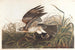 Faucon d'hiver - John James Audubon — Ansicht des Kunstwerks