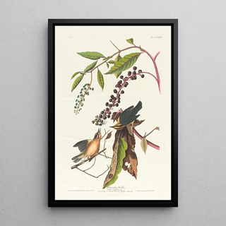 John James Audubon - Worm eating warbler.webp