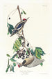 Pic maculé - John James Audubon — Ansicht des Kunstwerks