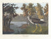 Pied jaune - John James Audubon — Ansicht des Kunstwerks