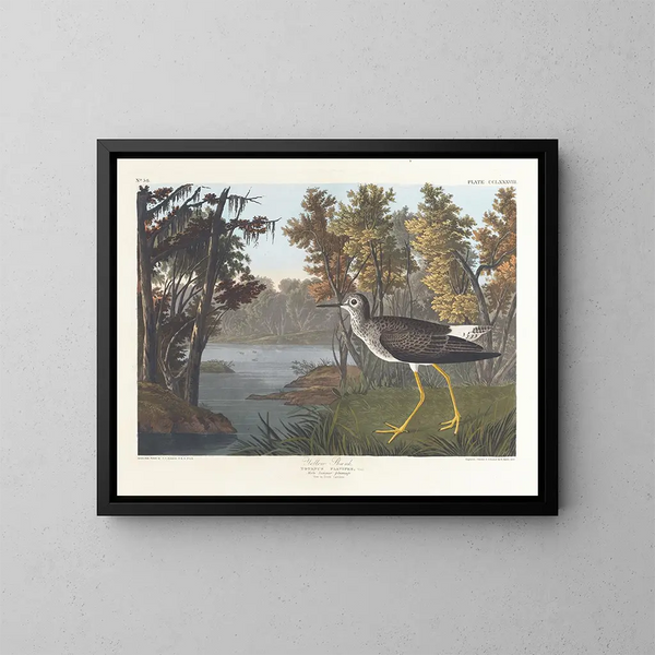 Pied jaune - John James Audubon — gerahmtes Bild an der Wand