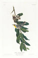 Paruline à gorge jaune - John James Audubon — Ansicht des Kunstwerks