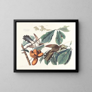 John James Audubon - Yellowbilled cuckoo.webp