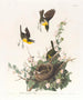 Paruline polyglotte - John James Audubon — Ansicht des Kunstwerks