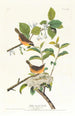 Paruline à poitrine jaune - John James Audubon — Ansicht des Kunstwerks