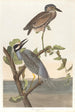 Heron gekrönt - John James Audubon — Ansicht des Kunstwerks