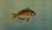 Le Blackfish ou Tautog, Tautoga onitis - John L. Petrie — Ansicht des Kunstwerks