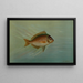 Le Blackfish ou Tautog, Tautoga onitis - John L. Petrie — gerahmtes Bild an der Wand
