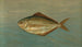 Der Dollar-Fisch oder Butter-Fisch, Rhombus triacanthus - John L. Petrie — Ansicht des Kunstwerks