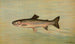Die Forelle des Kern-Flusses Salmo irideus gilberti - John L. Petrie — Ansicht des Kunstwerks