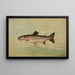 Die Forelle des Kern-Flusses Salmo irideus gilberti - John L. Petrie — gerahmtes Bild an der Wand