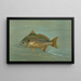 Le Kingfish Whiting ou Barb Mentichirrhus nebulosus - John L. Petrie — gerahmtes Bild an der Wand