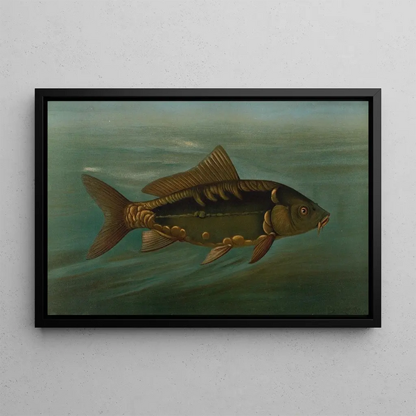 Die Spiegelkarpfe Cyprinus carpio - John L. Petrie — gerahmtes Bild an der Wand