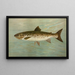 L'Ouananiche oder Winninish Salmo salar ouananiche - John L. Petrie — gerahmtes Bild an der Wand