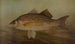 Der Hecht Lucius lucius - John L. Petrie — Ansicht des Kunstwerks