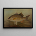 Der Hecht Lucius lucius - John L. Petrie — gerahmtes Bild an der Wand