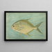 Le pompano Trachinotus carolinis - John L. Petrie — gerahmtes Bild an der Wand