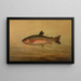 Die Regenbogenforelle Salmo irideus - John L. Petrie — gerahmtes Bild an der Wand