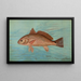 Der rote Trommel oder Bar-Trommel Sciaena ocellata - John L. Petrie — gerahmtes Bild an der Wand