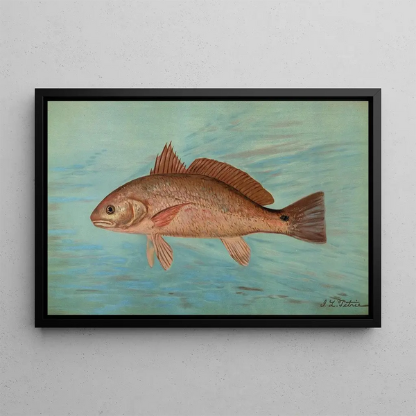 John L Petrie - The Red Drum or Channel Bass Scioena ocellata.webp
