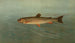 Die Forelle der Rocky Mountains Salmo mykiss - John L. Petrie — Ansicht des Kunstwerks