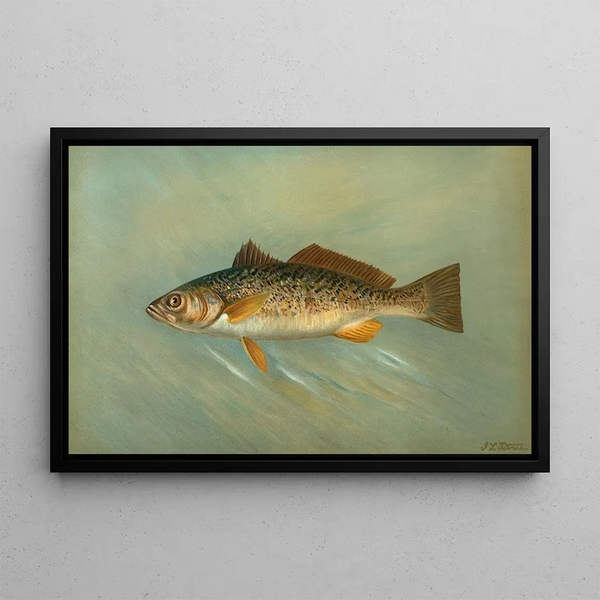 Der spanische Makrele Scomberomorus maculatus - John L. Petrie — gerahmtes Bild an der Wand