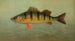 Le Spot oder Lafayette Leiostomus xanthurus - John L. Petrie — Ansicht des Kunstwerks