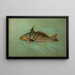 Der Magre oder Squeteague Cynoscion regale - John L. Petrie — gerahmtes Bild an der Wand