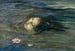 Das seltsame, was der kleine Kiosai im Fluss gesehen hat - John La Farge — Ansicht des Kunstwerks