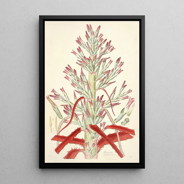John Lindley - Collectanea botanica Pl01.webp
