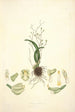 Collectanea botanica Pl02 - John Lindley — Ansicht des Kunstwerks