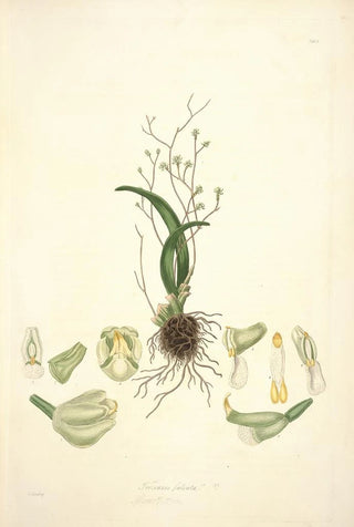 John Lindley - Collectanea botanica Pl02.webp