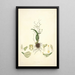 Collectanea botanica Pl02 - John Lindley — gerahmtes Bild an der Wand