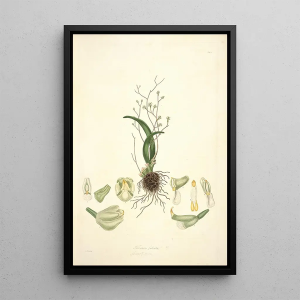 John Lindley - Collectanea botanica Pl02.webp