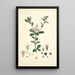 Collectanea botanica Pl03 - John Lindley — gerahmtes Bild an der Wand
