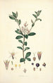 Collectanea botanica Pl03 - John Lindley — Ansicht des Kunstwerks