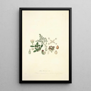 John Lindley - Collectanea botanica Pl04.webp