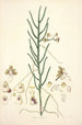 Collectanea botanica Pl06 - John Lindley — Ansicht des Kunstwerks